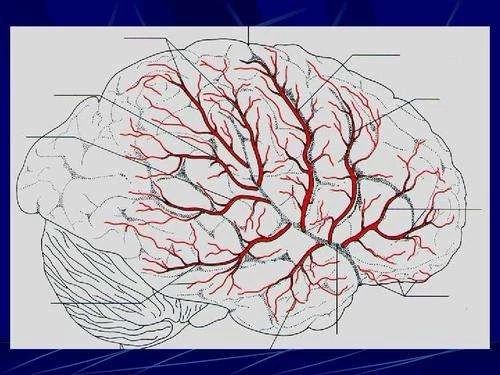 中国脑血管病一级预防指南2019宣布！！！丨指南共识